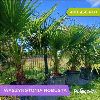 Washingtonia robusta